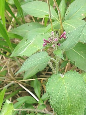 photo of Hedge Woundwort