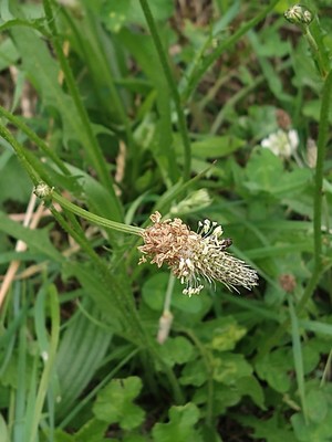 photo of Ribwort Plantain