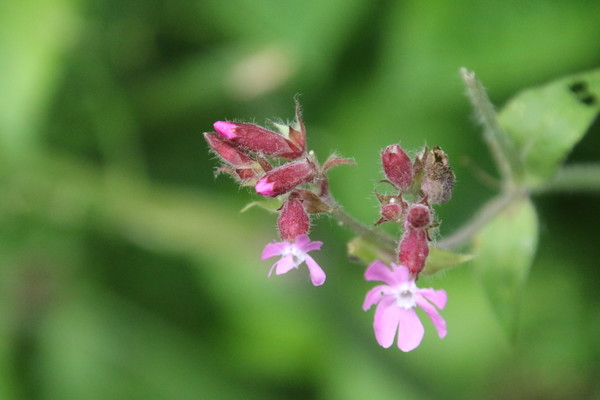 photo of Red Campion
