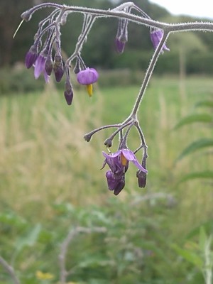 photo of Bittersweet