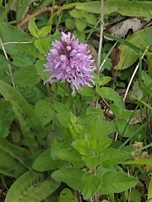photo of Common Spotted Orchid