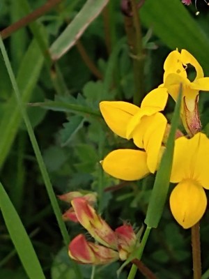 photo of Bird's Foot Trefoil