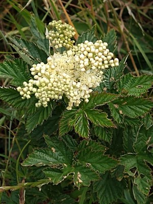 photo of Meadowsweet