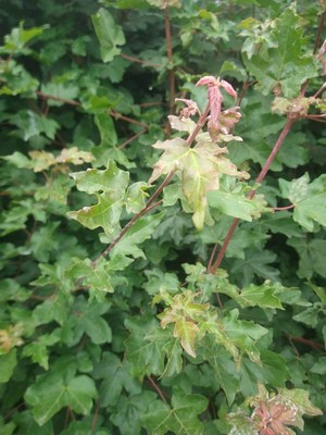 photo of Field Maple