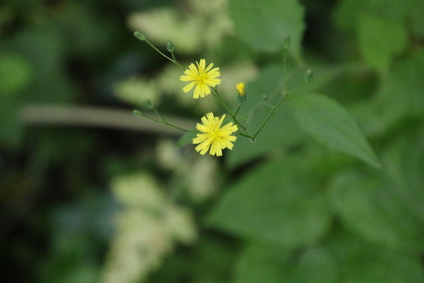 photo of Nipplewort