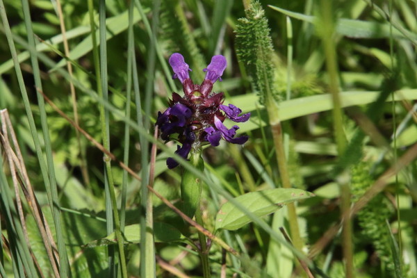 photo of Selfheal