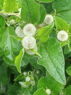 photo of Lesser Burdock