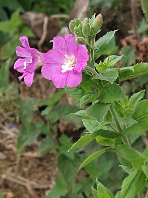 photo of Great Willowherb