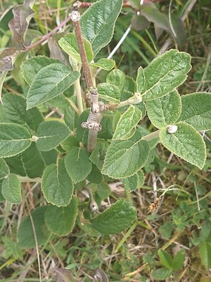 photo of Wayfaring Tree