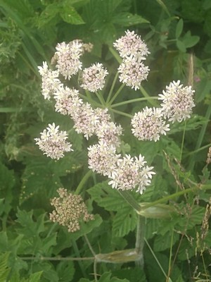 photo of Hogweed