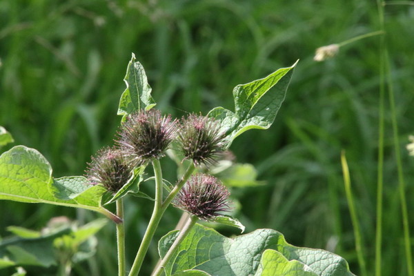 photo of Lesser Burdock