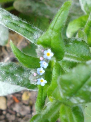 photo of Water Forget Me Not