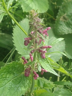 photo of Hedge Woundwort