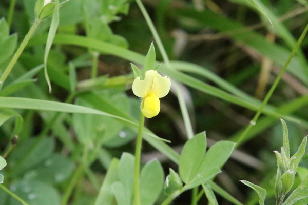 photo of Dragon's Teeth