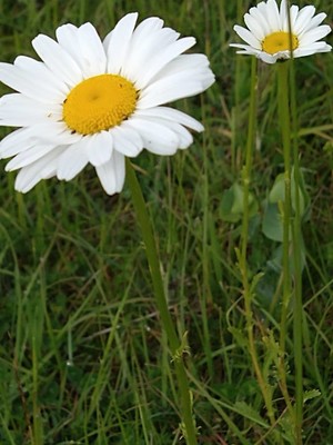 photo of Oxeye Daisy