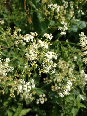 photo of Cow Parsley
