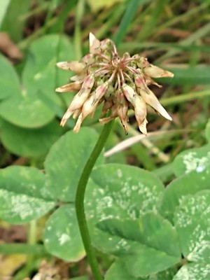 photo of White Clover