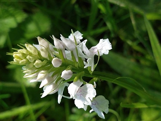 photo of Heath Spotted Orchid