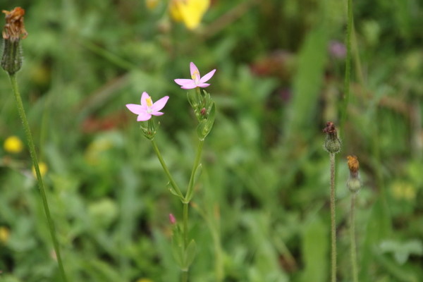 photo of Common Centaury