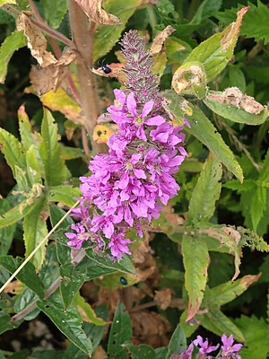 photo of Purple Loosestrife
