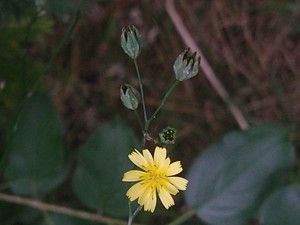 photo of Nipplewort