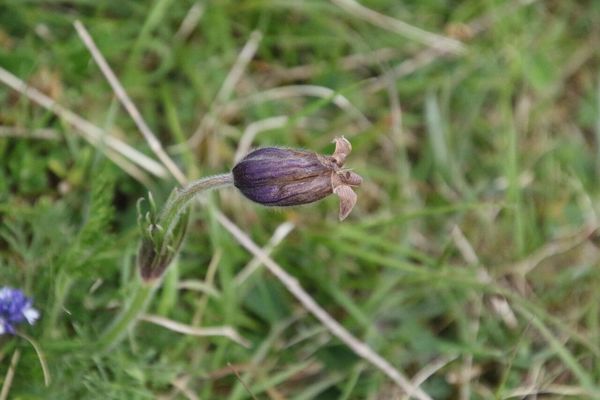 photo of Pasqueflower