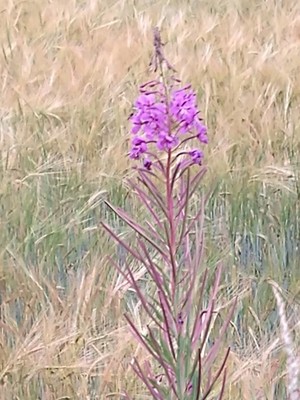photo of Rosebay Willowherb