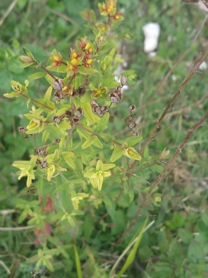 photo of Perforate St. John's Wort