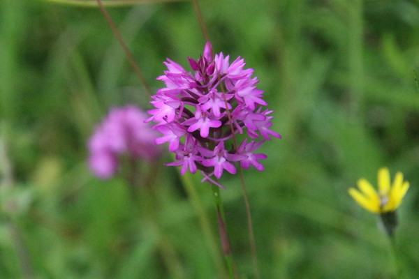 photo of Pyramidal Orchid