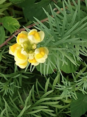 photo of Common Toadflax