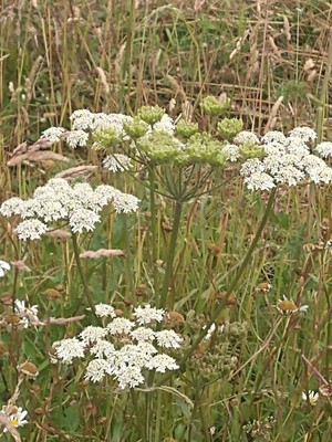 photo of Hogweed
