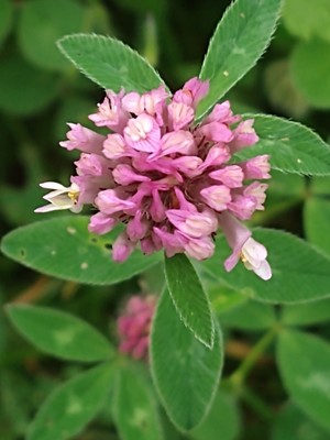 photo of Red Clover