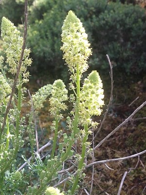 photo of Wild Mignonette