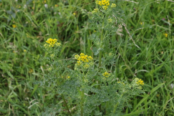 photo of Ragwort