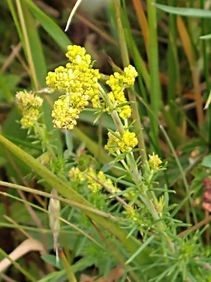 photo of Lady's Bedstraw
