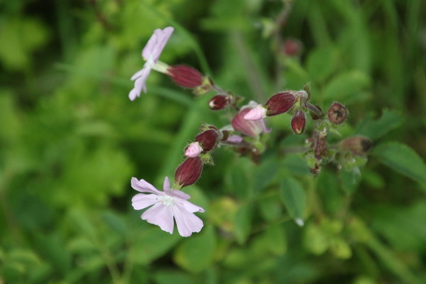 photo of Red Campion