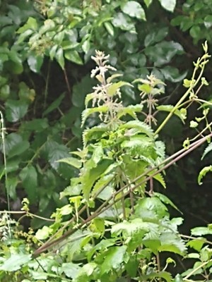 photo of Common Nettle