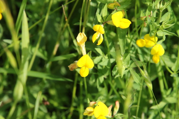 photo of Bird's Foot Trefoil