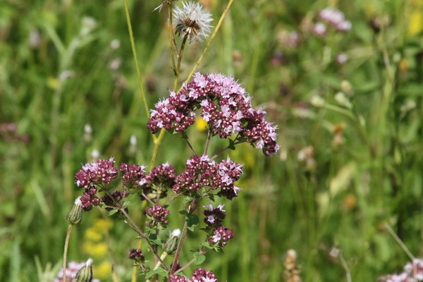 photo of Wild Marjoram