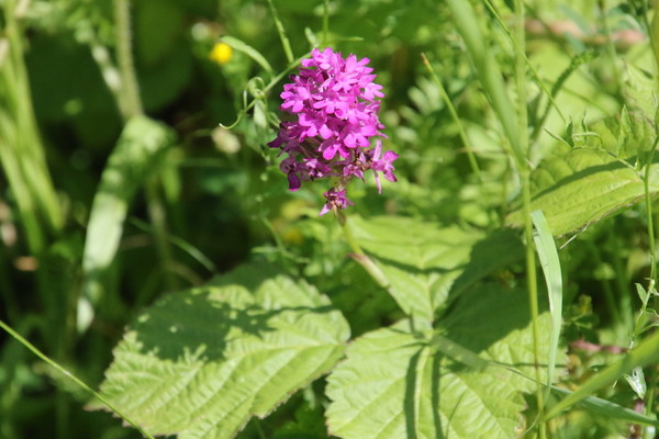 photo of Pyramidal Orchid