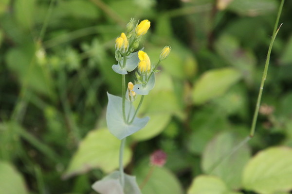photo of Yellow Wort