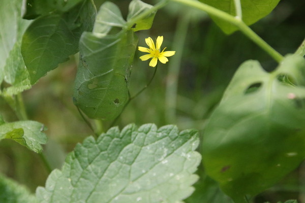 photo of Wood Avens