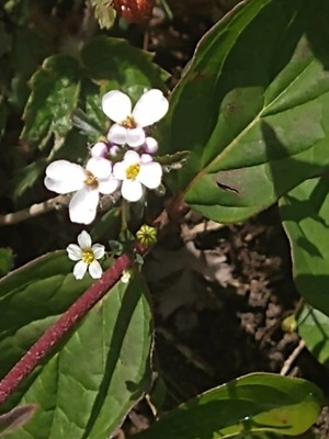 photo of Wild Candytuft