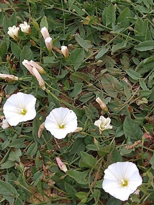 photo of Field Bindweed