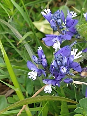 photo of Chalk Milkwort