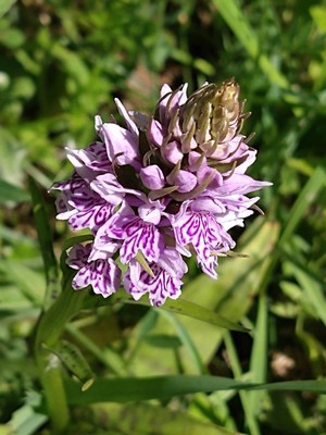 photo of Common Spotted Orchid