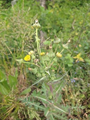 photo of Prickly Sow Thistle