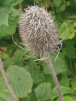 photo of Teasel