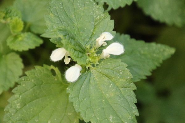 photo of White Dead Nettle