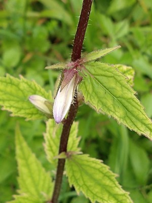 photo of Nettle Leaved Bellflower